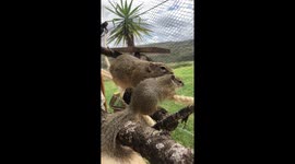 Mother Squirrel grooming her baby