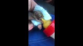 Baby Squirrel Drinking