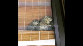 Squirrels in the window
