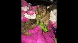 Mom and baby Squirrel