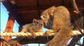 Mother Squirrel always grooming her baby