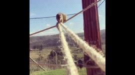 Squirrel walking the rope