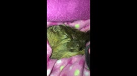 Baby Squirrel nursing