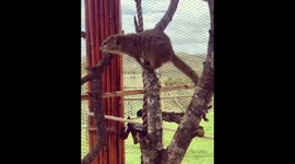 Squirrel on the look out