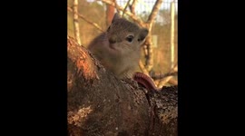 The Flash Squirrel