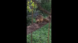 Squirrel calling around