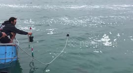 Daring photographer tries to get the perfect photo of great white shark and then this happens