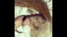 Nursing baby squirrel