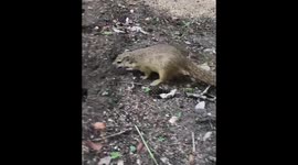 Squirrel hiding her nuts all over the place