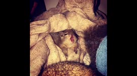 Baby squirrel yawning