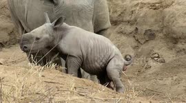 Baby rhino makes an emergency stop with a constipated look on his face