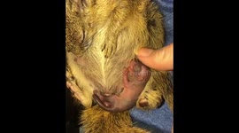 New born baby squirrel drinking from her mother
