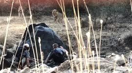 Lioness charges 2 men on foot!! Turns at 3 meters!!