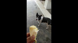 Dog is eating cauliflower.