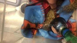 Squirrel waking up after surgery