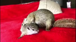 Mother squirrel grooming her baby