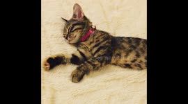 Sleeping kitten has interesting dreams