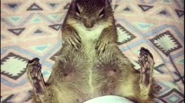 Babies moving inside mommy squirrel