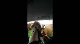 Horses Swarming Car and Chews it