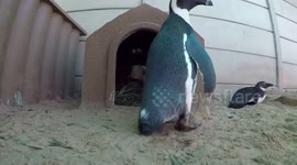 African Penguins at Rehabilitation Center Protect their Young