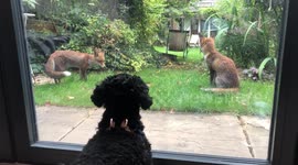 Adorable dog has 'standoff' through window with three young foxes