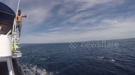Huge pod of dolphins