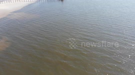 playful dolphins delighting in the ocean - drone video