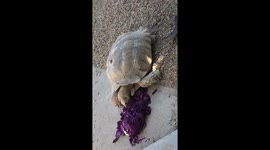 Tortoise eating purple cabbage