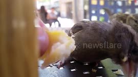 Bird eats hash brown, gets possessive, forgets it's too fat.