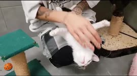 Homeless cat massage