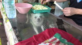 Not for sale: Shy Chihuahua hides inside glass counter at kiosk