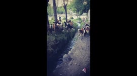 a herd crossing canal