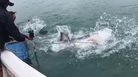 Bait handler enters into vicious tug-of-war with great white shark