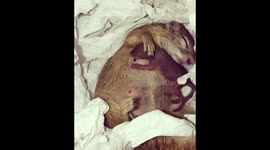 Baby squirrel moving around looking for some milk