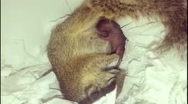 Mother squirrel and her new born baby squirrel