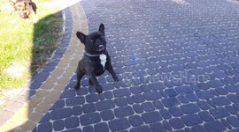 Hooligan Frenchie pacified by water cannon