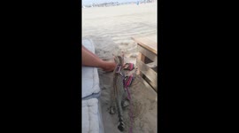 Cat at the beach