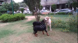 Romeo & the Rottie pups