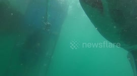 Shark Almost Eats My Camera! See Inside The Sharks Mouth.