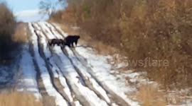 4 Canadian Grizzly's...too close for comfort