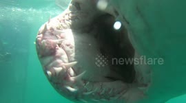 This close encounter with a shark reveals inside of predator's massive jaws