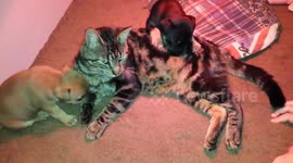 chiots et chat trop mignon