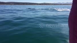 Amazing moment when whales enter white shark territory