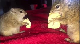 Partners in Crime