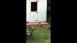 Early Morning Fox Sighting In Garden