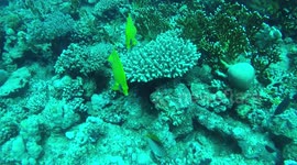 Red Sea yellow fishs