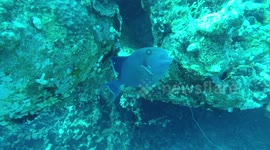 Big blue fish eat corals