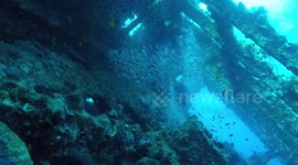 Red Sea wreck lots of crystal fish