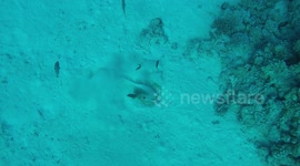 Blue spot stingray digs in sand