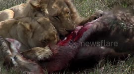 (GRAPHIC CONTENT) Lion Pride Devours Dead Waterbuck